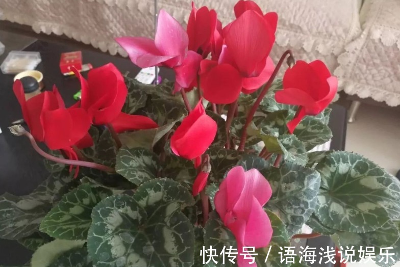 养仙客来,施肥、光照、浇水,掌握住门道,开花才又多又美