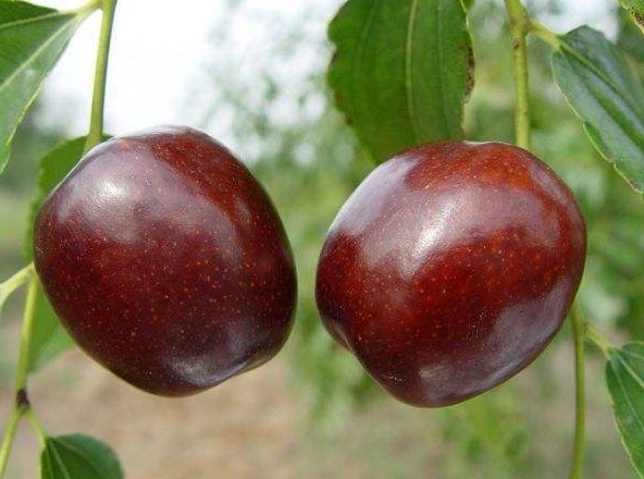 效果显著|肝毒“最怕”以下4种水果,经常吃一点,养肝排毒,效果显著