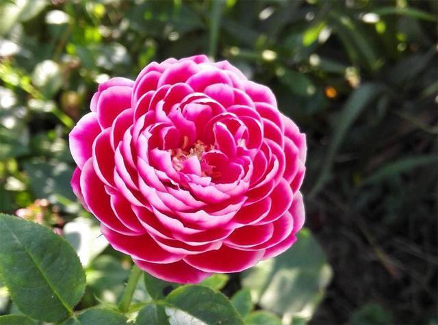 养月季,有2个“小技巧”,笋芽壮、花苞多,花儿开得碗口大