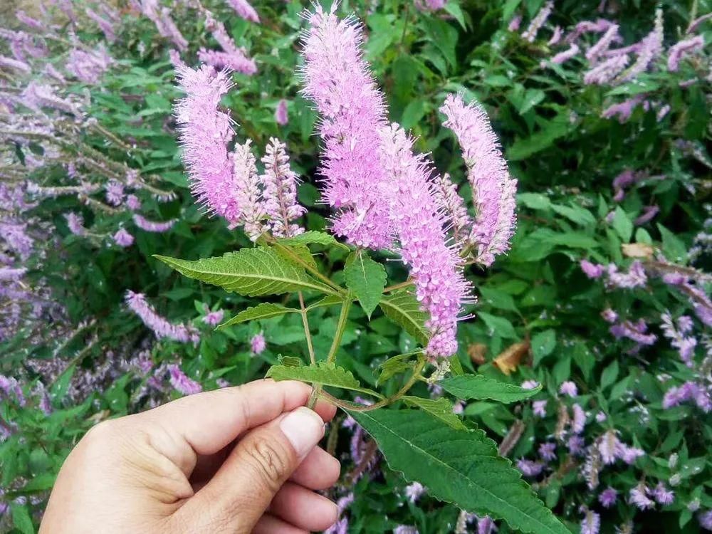  野草|这野草能从土壤里吸收铜，煮水泡脚能除脚气，但请珍惜它，别破坏