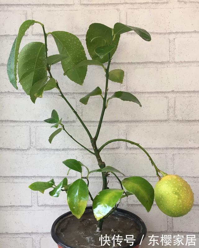 排毒|一个柠檬籽,丢进花盆,结出满盆的柠檬,排毒又减肥