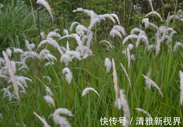 炒菜|饭桌上不常见的野菜,吃过的人是少数,农村人才认识!