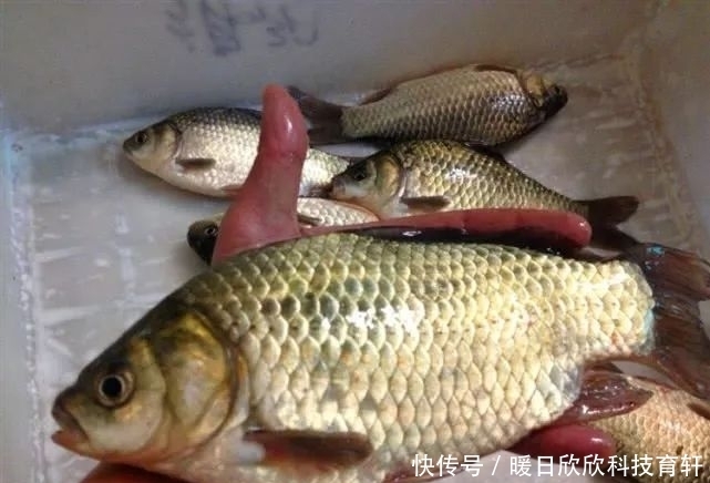 药酒|民间流传的独特钓法:一颗麦子钓一条大鱼