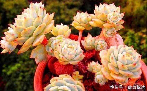多肉|家里养多肉,给它喂勺神仙水,越长越旺盛,侧芽长不停!