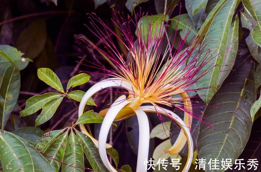 肥沃|4种树,花开富贵“好兆头”,难得一见,看看你家有吗?