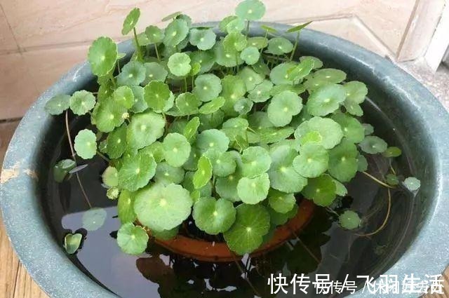 绿萝|这4种花 剪一段枝条丢水里就生根 家中绿意盎然!