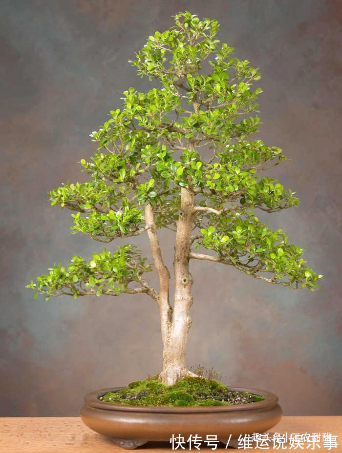 5种“花”养家中,能招财,能“镇宅”,比绿萝、发财树强多了!