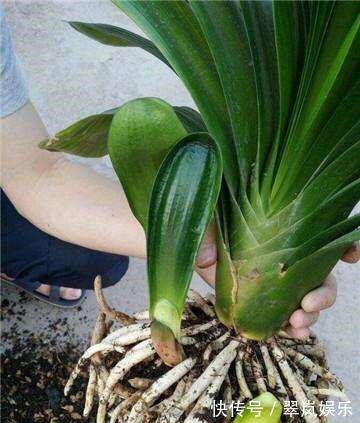 君子兰,即将“休眠期”,注意3个养护技巧,才能绿油油花苞多!