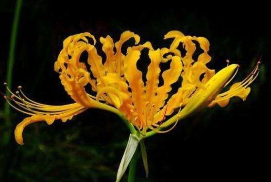 此花花姿妖娆，绽放出风韵独具金灿灿的花朵，寓意为爱的很痛苦