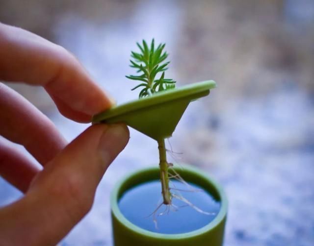 溶液|有5种万能“扦插水”,制作方便,不管什么插穗,只要一泡就生根