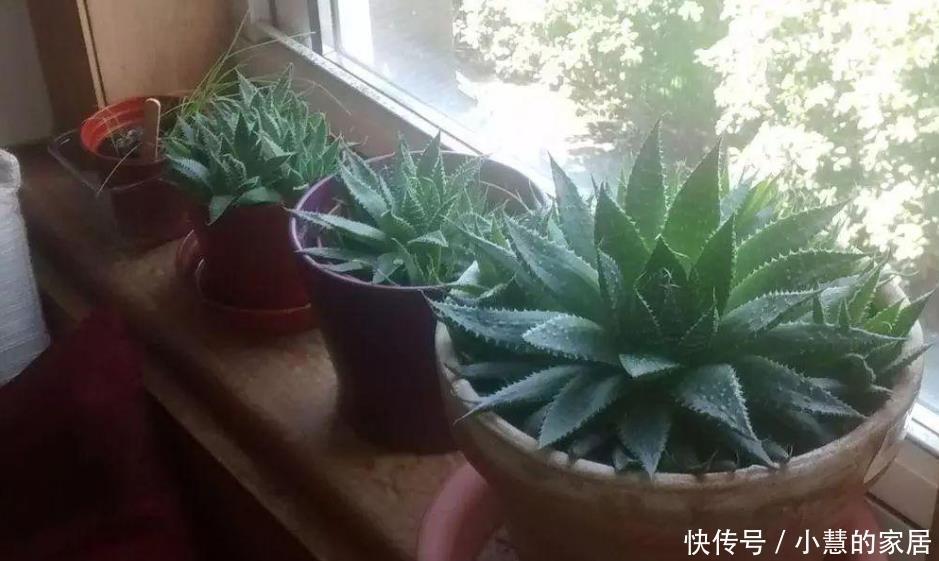  舒缓|这10种盆栽植物特别适合种在家里，能够舒缓压力、净化空气