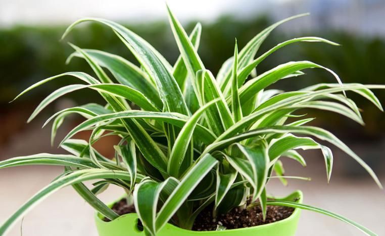 养殖|几种植物,不要养殖在卧室里面,不然就别想睡好觉!