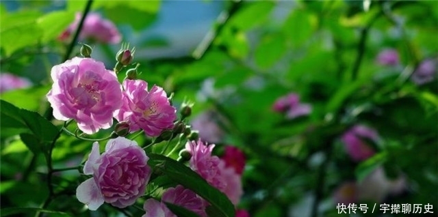白居易|赏读晚唐两首蔷薇诗,杜牧的灵动美,李商隐的幽深美