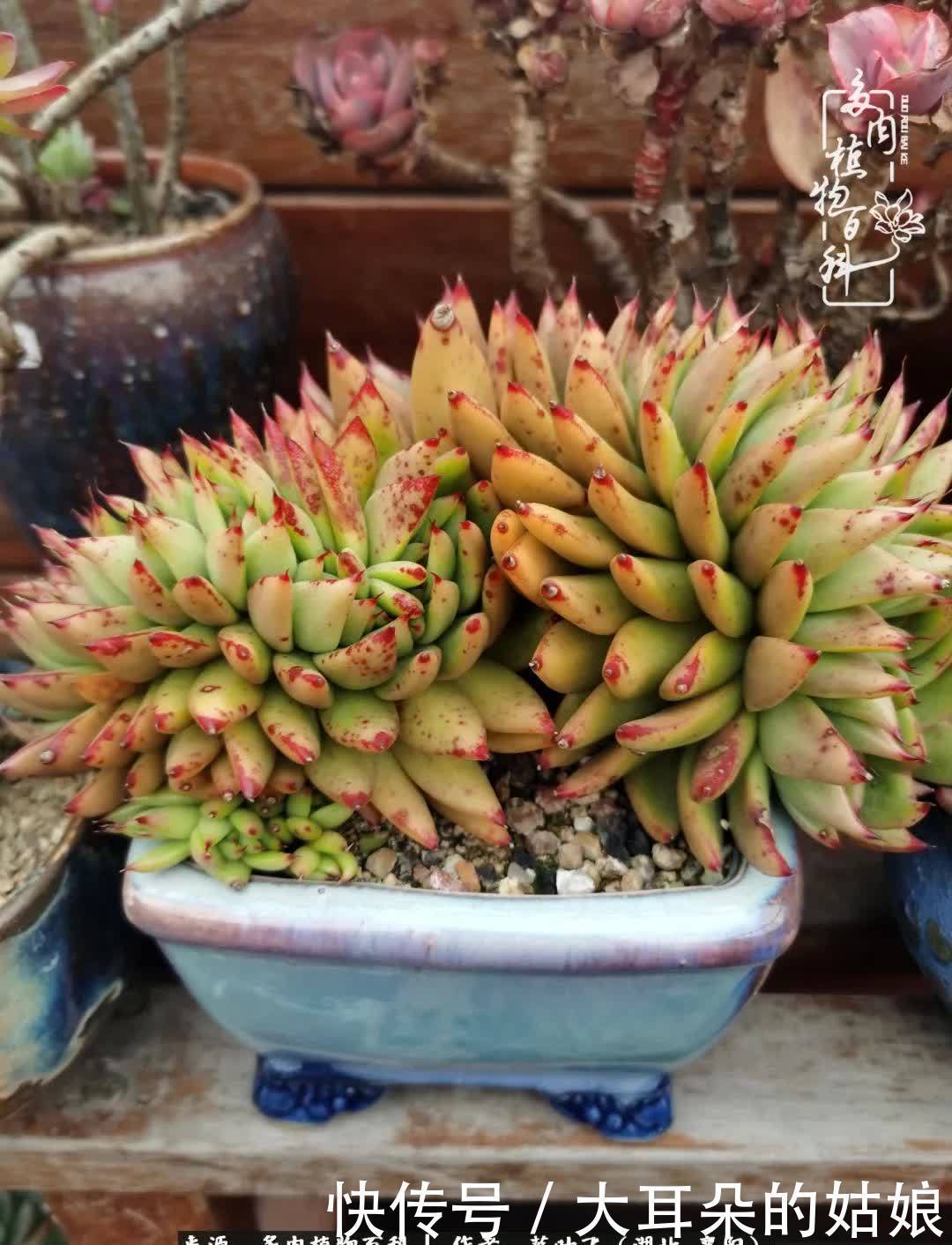 春暖花开,万物复苏,多肉迎来最美时光!