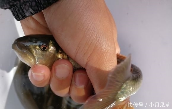 马口鱼|河道禁采砂后,一群桃花鱼迅速繁殖,数量极多,这是什么鱼