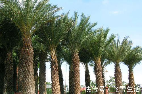 价值|乡下的一种植物,价值比人参都高!还可入药治病