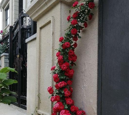 要想月季开爆花，只需4招，来年月季变成绣花球
