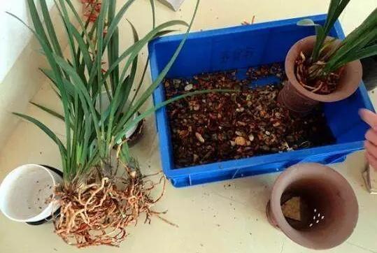 安徽大叔养兰花,只是在盆里加点“它”,芽多、花多,株型好!