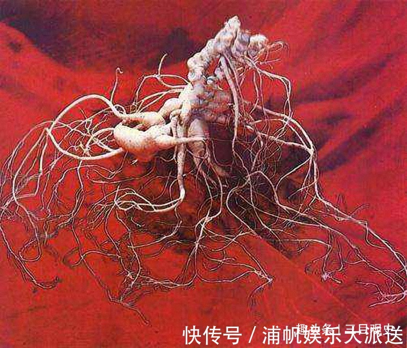 阮葵生!中国人荒唐的人参迷信与胡萝卜成分相近,为何还信了几千年