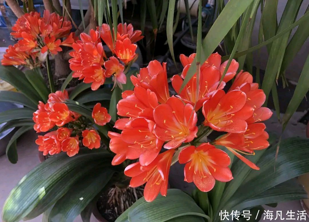 养护君子兰盆栽,做到3点,君子兰的叶片绿油油而起纹路,好看