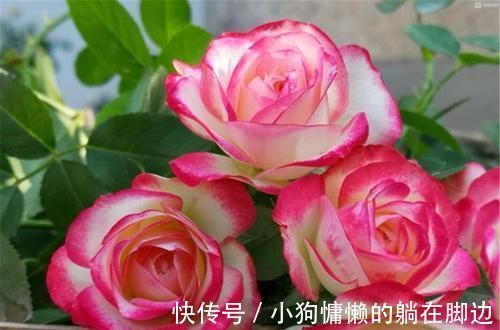 营养液|最厉害的养花营养液:给月季花喝一勺,猛窜笋芽,花开满枝