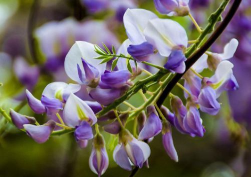 春天养此款花卉,沾土就活,一年长到大缸装不下!