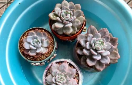 多肉在什么情况下需要浸盆？怎样浸盆才是正确的操作方式？