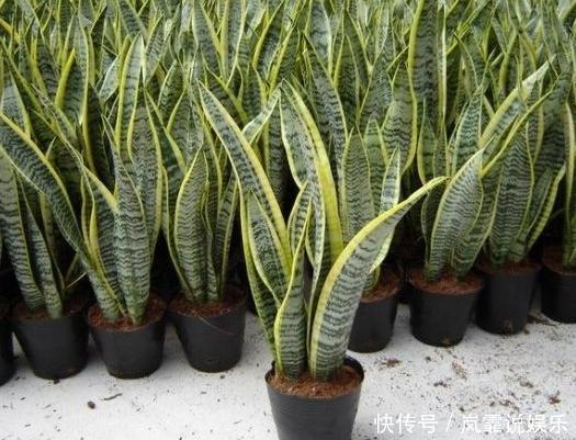 养这8种植物根本不用买，随便摘下一片叶子，插在土里就能活