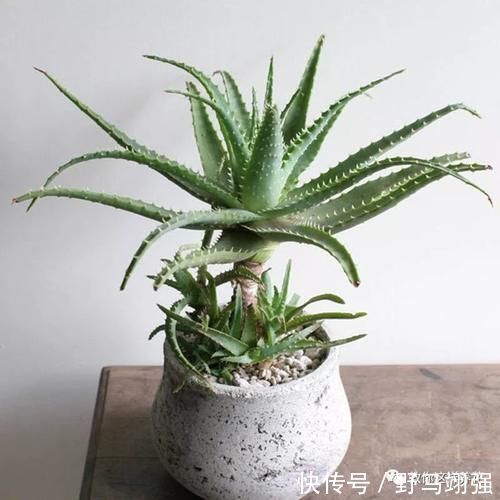 金钱树|太省心的花,1个月浇一次就行,叶子长的还超旺盛!