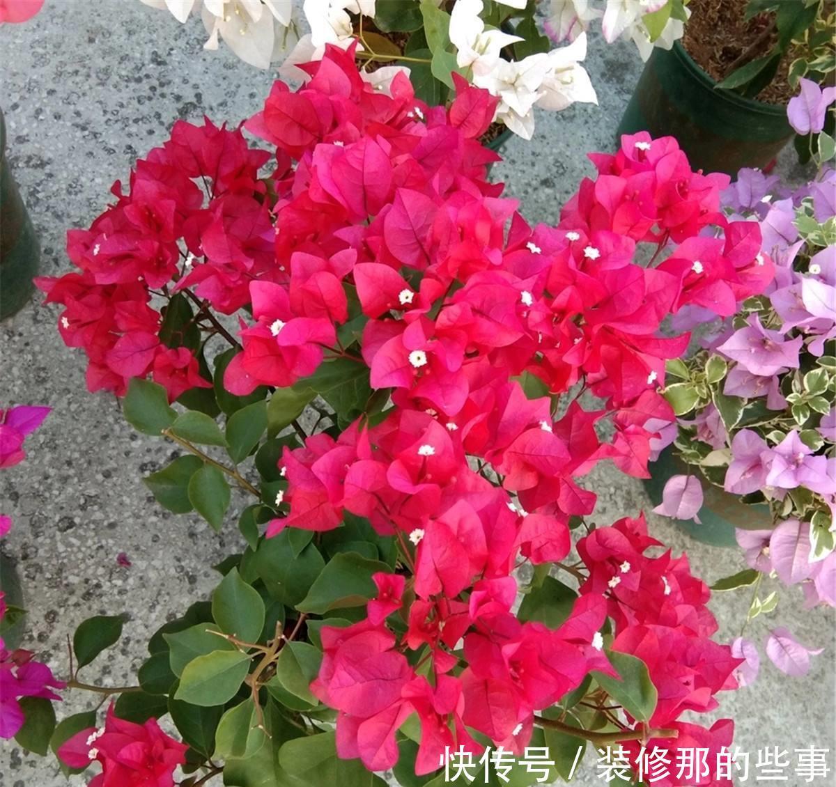 常见的几款花，管理简单好嫁接，修修剪剪就能变成大花团