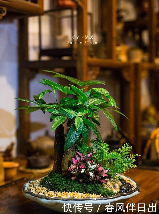 发财树叶子无光不油亮?三个小方法一天就能绿动起来