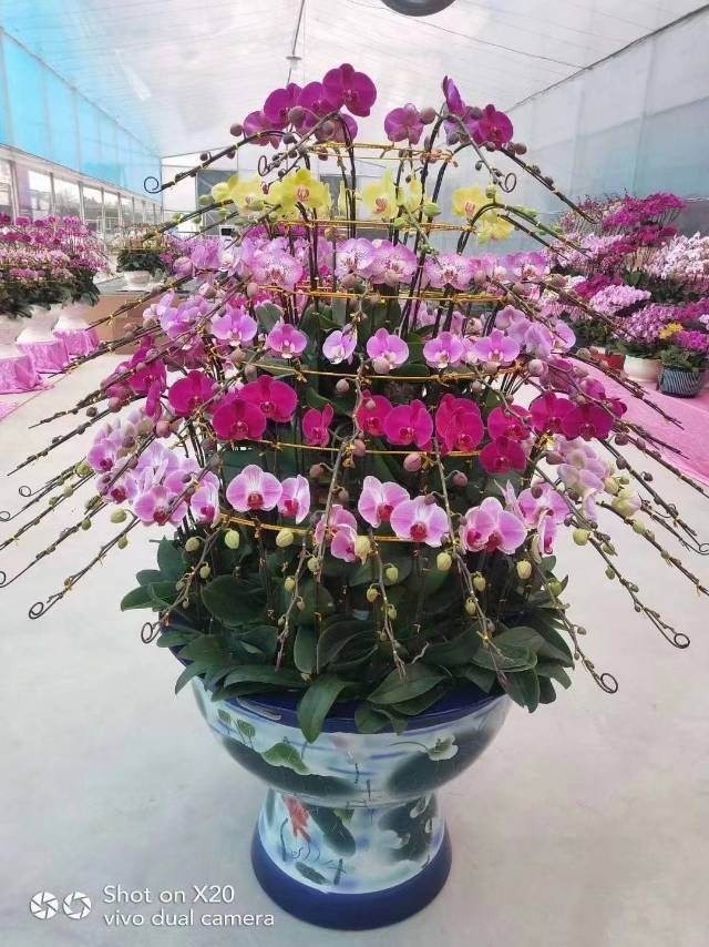 蝴蝶兰|过年不知道买什么花，3种类型随便挑，好养寓意也好