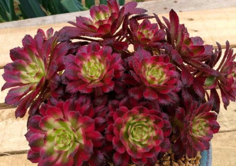 多肉浇水后还是干瘪的？教你几个小技巧，快速服盆长势好