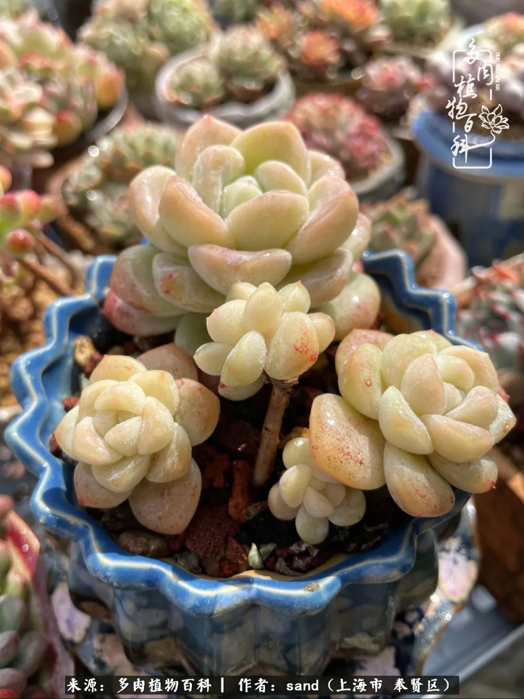 带着200多盆多肉，三个月搬两次家，是一种怎样的体验