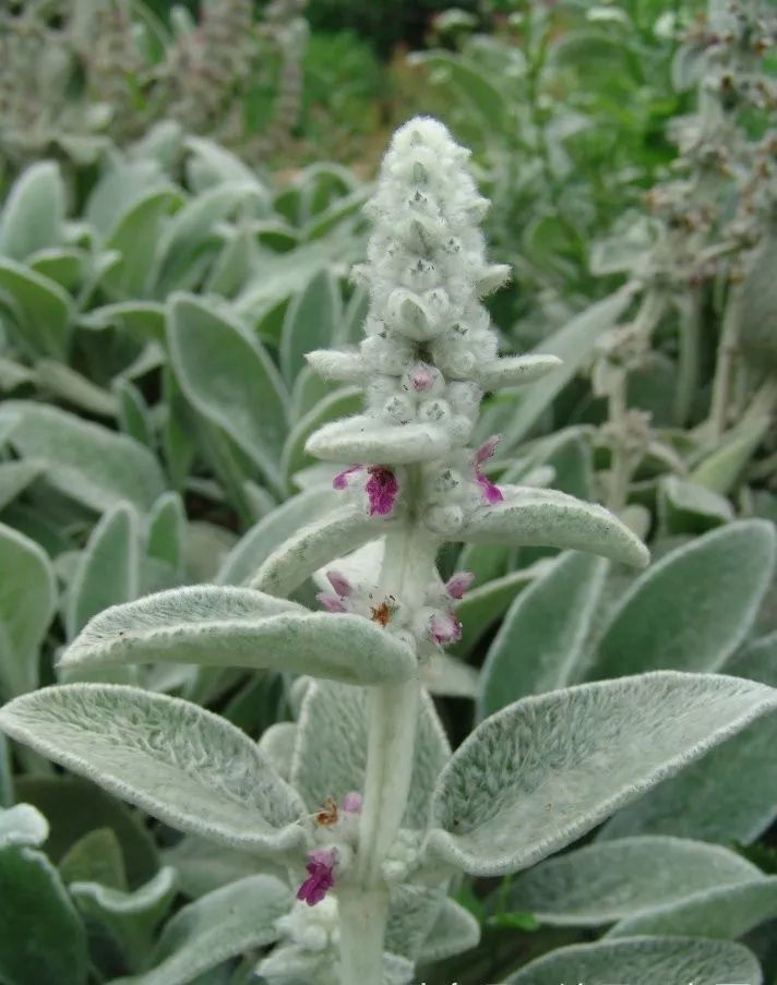 蓝眼菊|乡下拍到的照片,99的人没见过尤其是第7张绝了