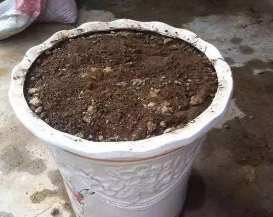 “三角梅”花朵越来越少，用上“一点小东西”，能开到“上千朵”