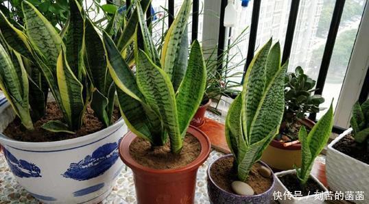 浇水|5种适合“散养”的花草，盆栽上几盆，不用费心管理，好养又省心