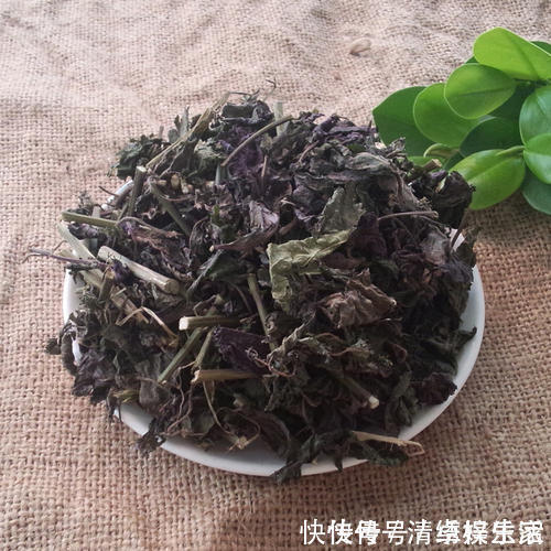 中医|乡下田间地头常见的“紫苏”，8大功效，教你全部吃出来！