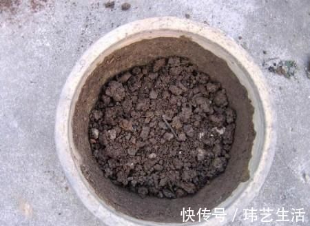 旧土|这4种土不能养花，很容易招虫烂根，养啥花都活不久