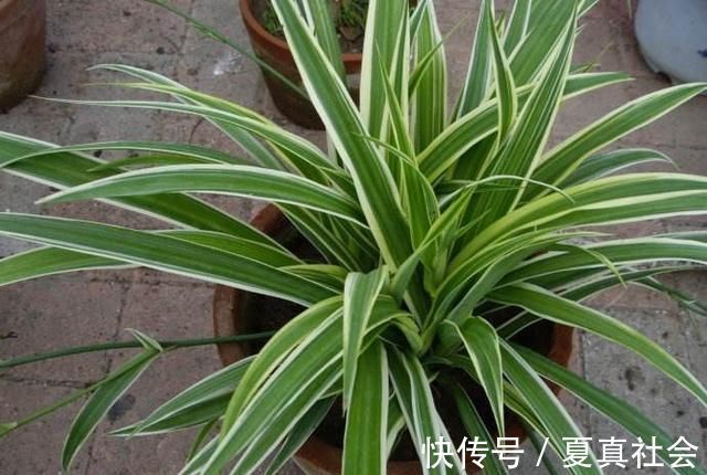 金边吊兰|大暑过后，“3种花”扦插正合适，剪个枝扔盆里，大白根呼呼长