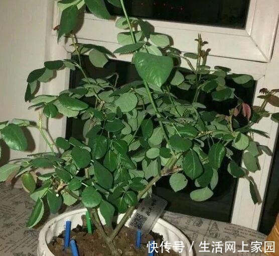 大妈把吸管筷子插花盆,解决了养花人的“2大难题”,朋友都效仿!