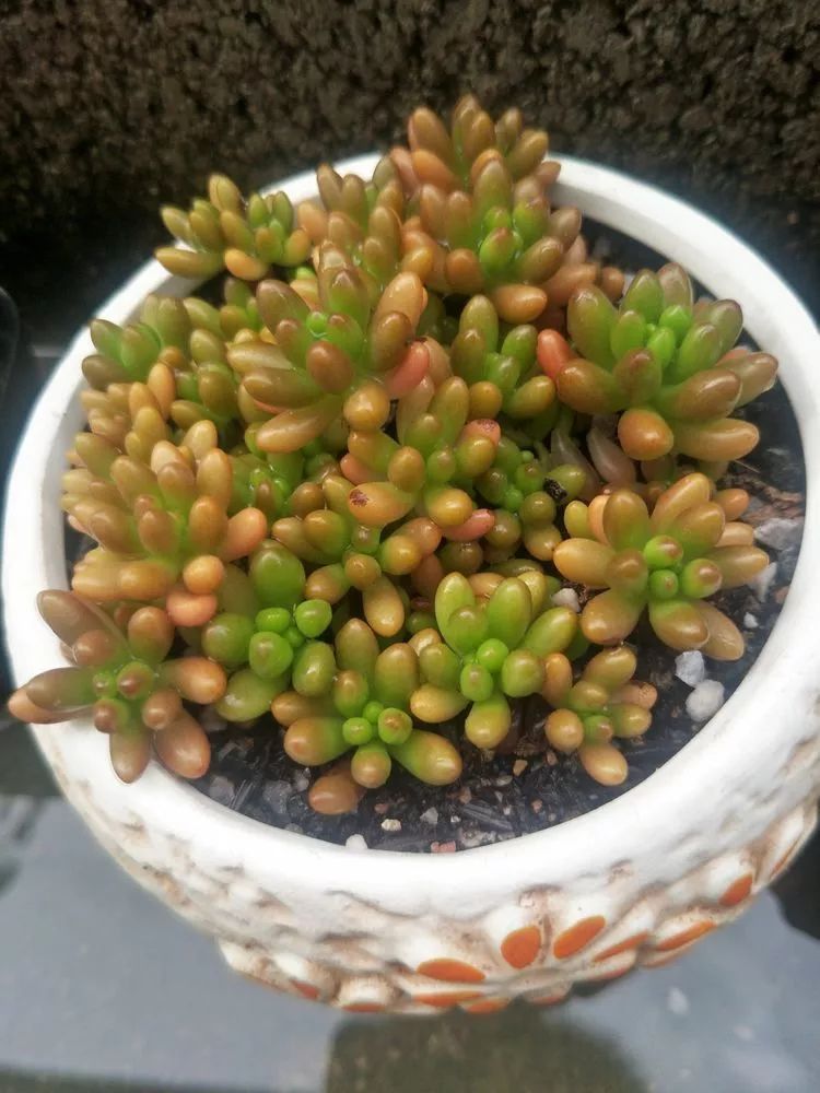 养多肉一年来的点点滴滴,一直在路上,一直惊喜不断!
