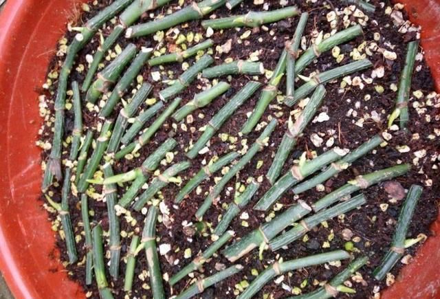 绿萝剁八段，埋土里就发芽，10天长出一茬苗