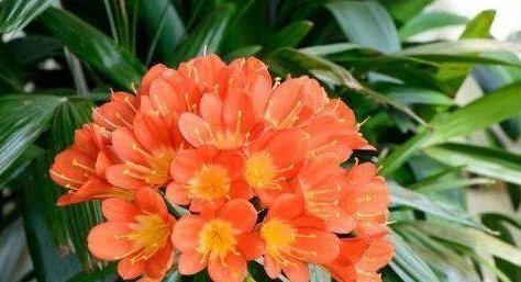 君子兰烂心要死了别扔,教你一招,分分钟满血复活