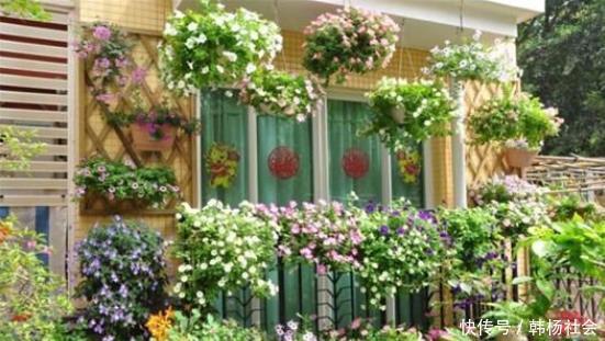 同样是在阳台养花,为什么别人养的那么好,我却养一盆死一盆