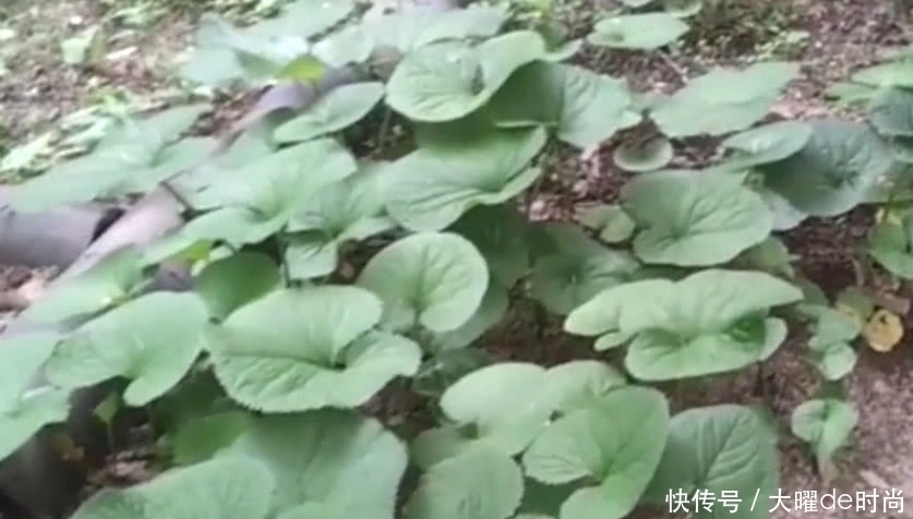 树丛中的这种野草，人称“葫芦七”能吃能用，老中医咳嗽都用它