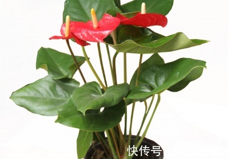 家养红掌总是长不好学会这三个小技巧,轻松开花长不停
