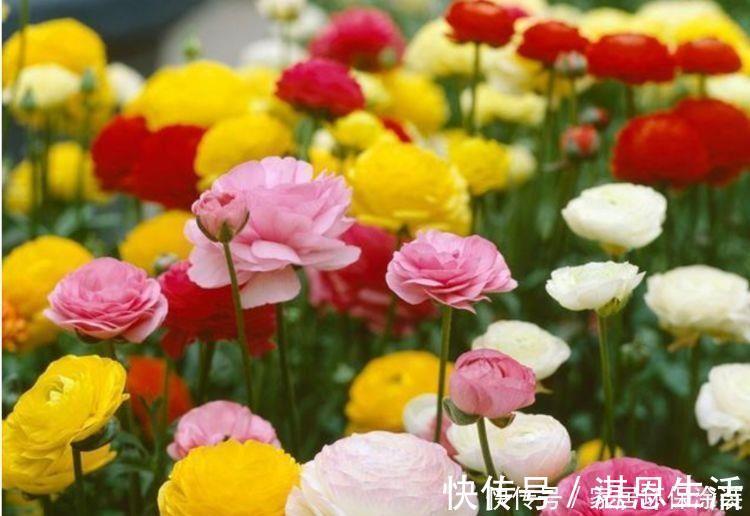 花色|懒人的最爱的5种花,沾土就活,一盆开花上百朵,超漂亮