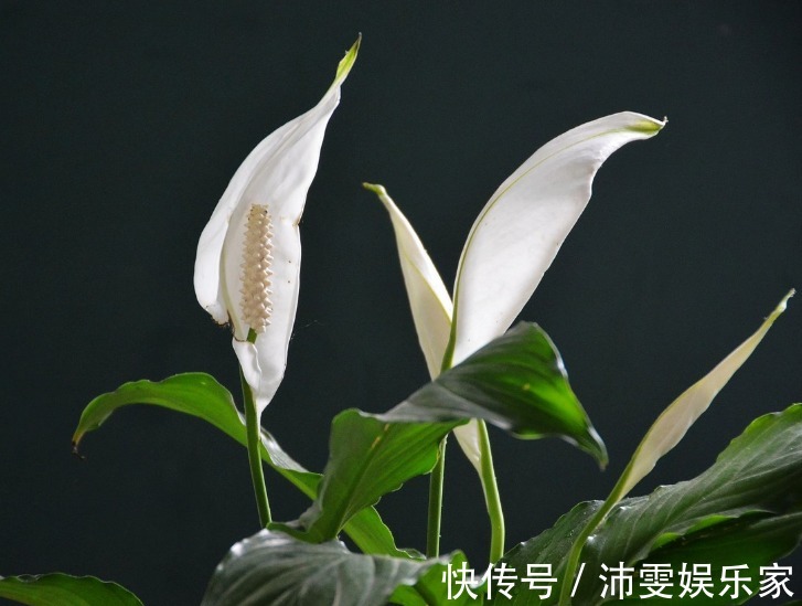 内蕴&此花身姿十分的优雅,开出的花酷似观音,象征着吉祥如意的寓意