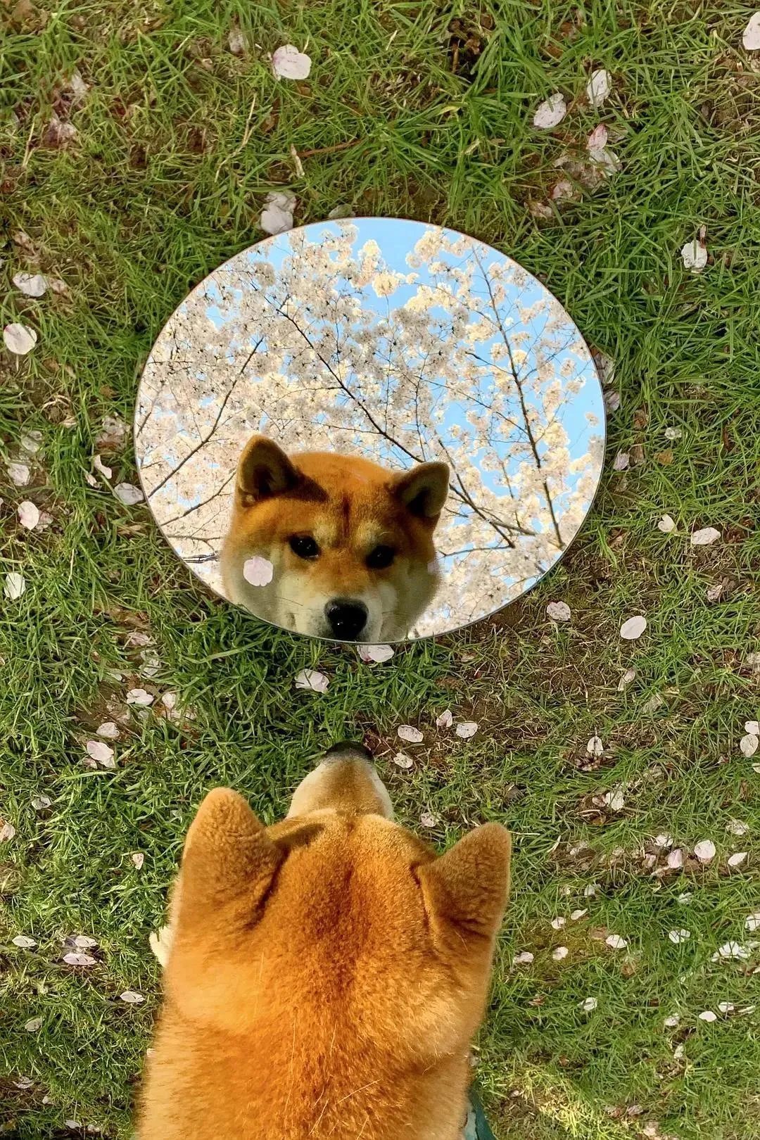 人约黄昏后#诗词丨给40首古诗加上配图,恍然大悟,惊为天人